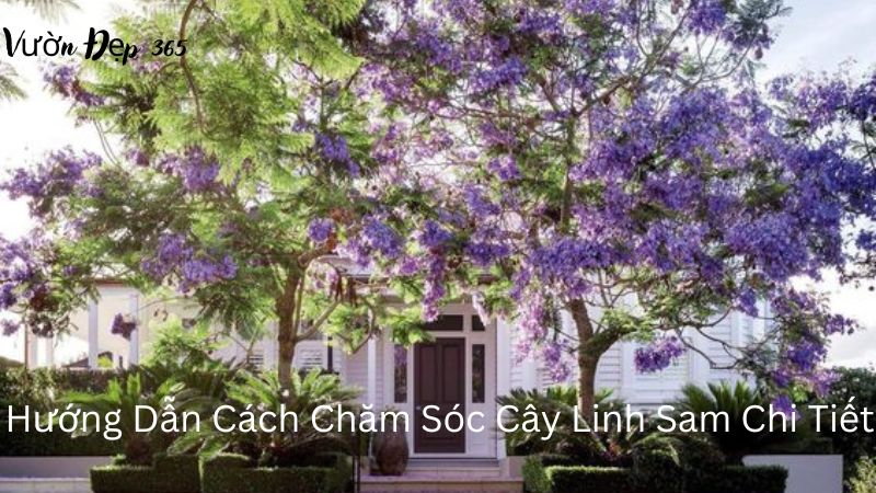 Hướng Dẫn Cách Chăm Sóc Cây Linh Sam Chi Tiết